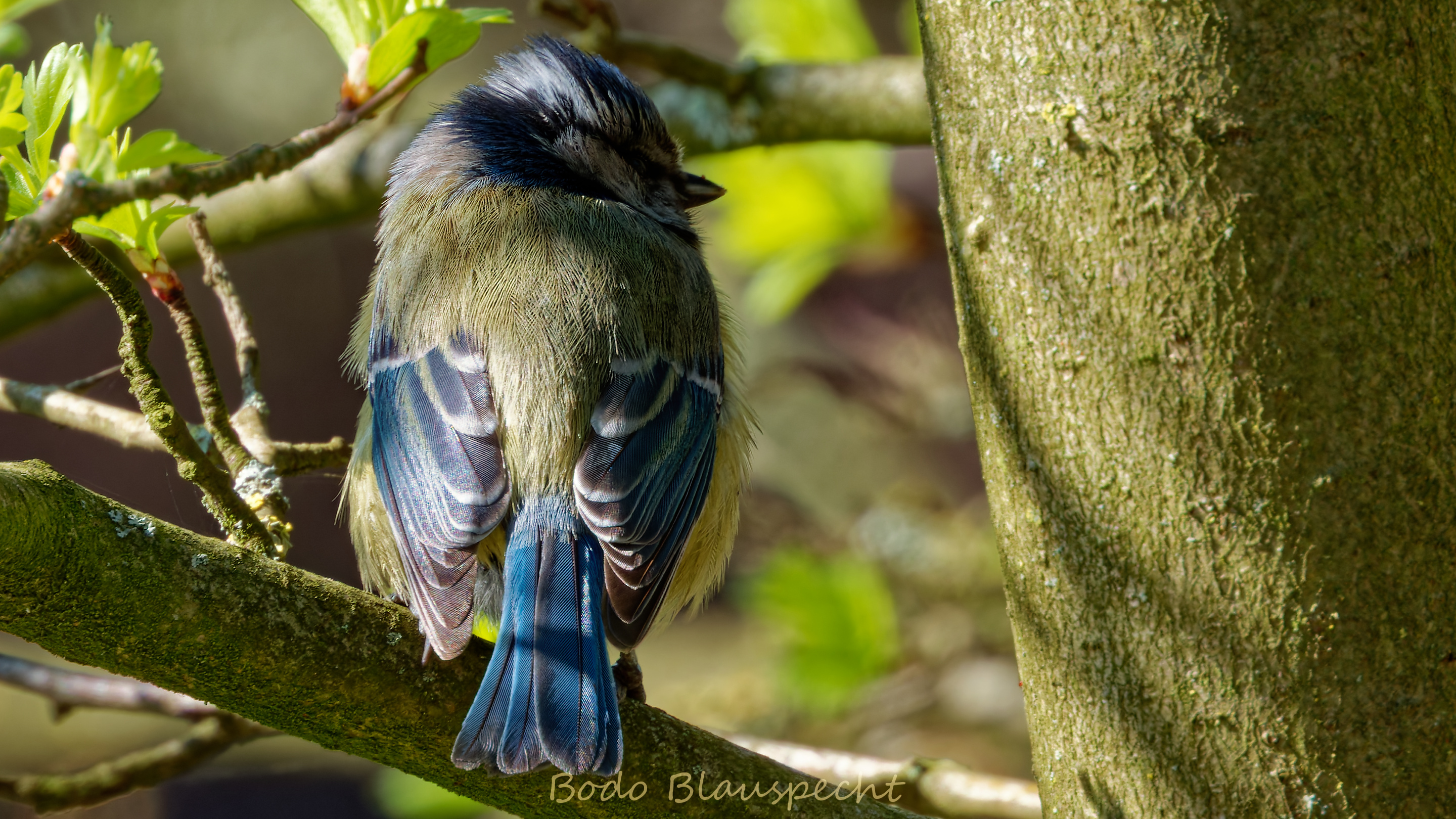 Blaumeise   Steveraue   001 2020.03.21 14.35.19 WEB